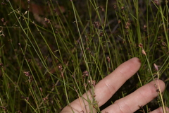 Sporadanthus interruptus