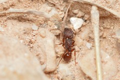 Pogonomyrmex imberbiculus
