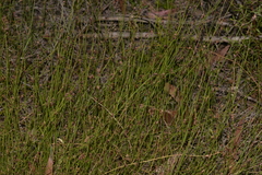 Sporadanthus interruptus