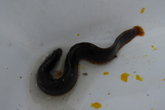 Pholis gunnellus