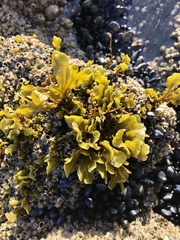 Fucus guiryi