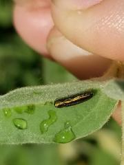 Agrilus lacustris