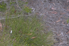 Sporadanthus interruptus