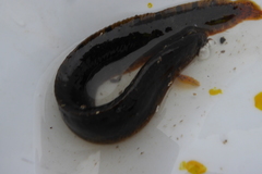 Pholis gunnellus