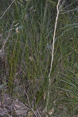 Chorizandra cymbaria