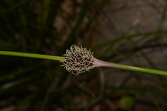 Chorizandra cymbaria