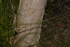 Chorizandra cymbaria