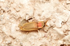 Pleotomus pallens
