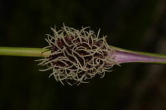 Chorizandra cymbaria