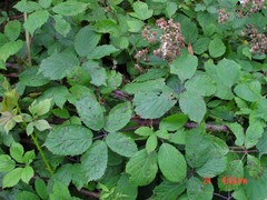 Rubus cissburiensis