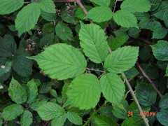 Rubus cissburiensis