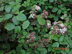 Rubus cissburiensis