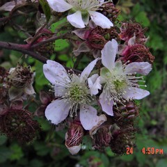 Rubus cissburiensis