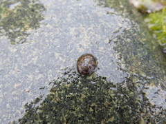 Testudinalia testudinalis