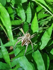 Dolomedes sulfureus