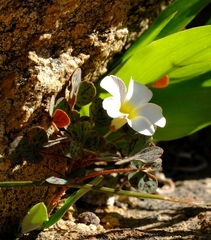 Oxalis ambigua