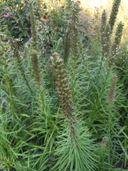 Liatris