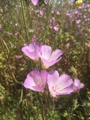 Sidalcea malviflora