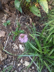 Liatris