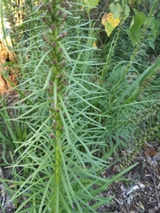 Liatris