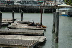 Zalophus californianus