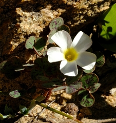 Oxalis ambigua