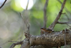 Diceroprocta cinctifera