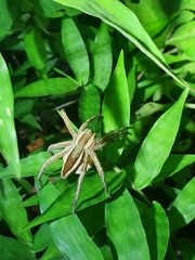 Dolomedes sulfureus