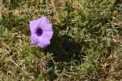 Ipomoea cairica