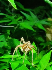 Dolomedes sulfureus