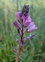 Sidalcea pedata