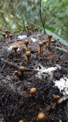 Podosordaria elephantis