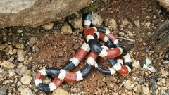 Micruroides euryxanthus