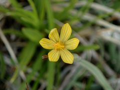 Sisyrinchium longipes