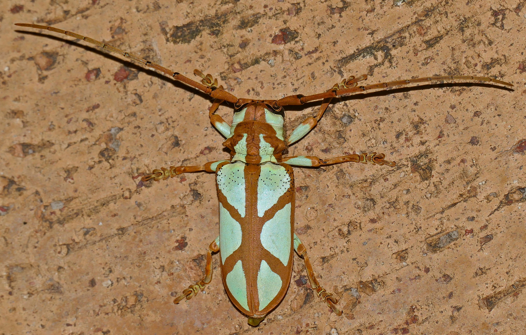 Prosopocera