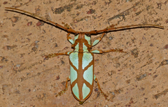 Prosopocera lactator