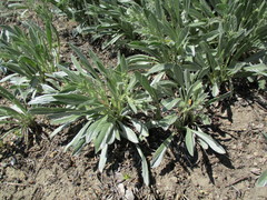 Convolvulus lineatus