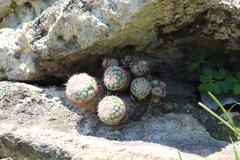 Mammillaria jaliscana jaliscana