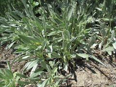 Convolvulus lineatus