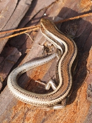 Plestiodon skiltonianus skiltonianus