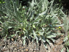 Convolvulus lineatus