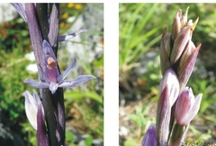 Limodorum trabutianum