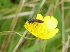 Pyrophaena granditarsis