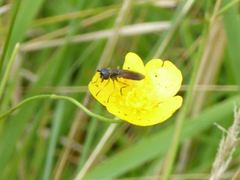 Pyrophaena granditarsis