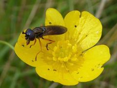 Pyrophaena granditarsis