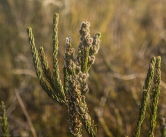 Aotus lanigera