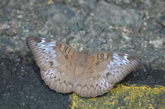 Euthalia monina monina