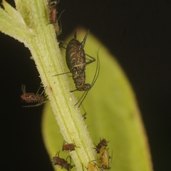 Uroleucon jaceae