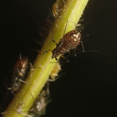 Uroleucon jaceae