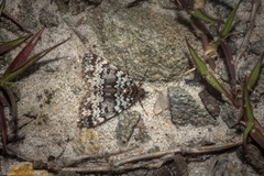 Dichromodes disputata